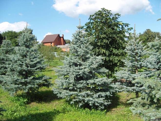 Хвойні рослини для саду: вибираємо самі невибагливі культури (65 фото)