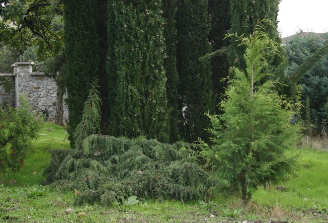 Хвойні рослини для саду: вибираємо самі невибагливі культури (65 фото)